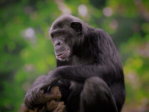 Are chimpanzees spiritual?